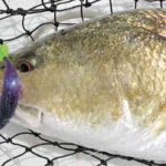 Even with the diversion running, shallow ponds very near Delacroix have been full of line-stripping redfish.