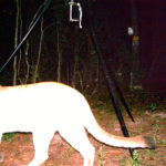 Cougar caught on a trail cam photo taken on Sept. 29 in Allen Parish.