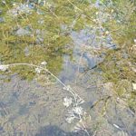 Kepler’s waters are unusually clear with plenty of aquatic vegetation to give shelter to fish.