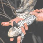 Bullfrog coloration varies considerably. This animal has splashy reticulated markings on its underside.
