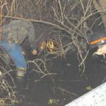 Some frogs take two men to catch. Here, Hop Dugas holds a light on the frog from the boat’s bow (while holding another frog), while Clay Switzer dives into the brush to make the catch.