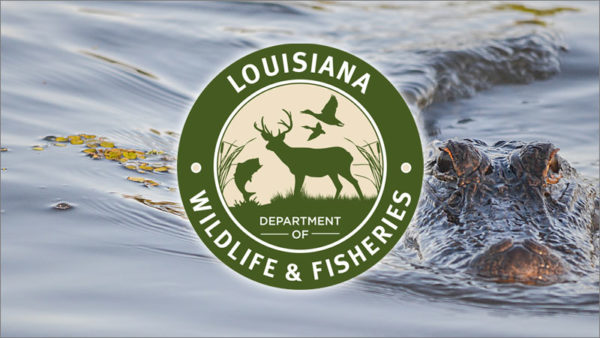 LWFC adopts notice of intent to reduce alligator hide tag fee