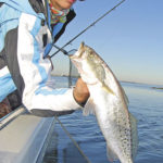 The trout invariably show up in the river after the reds.