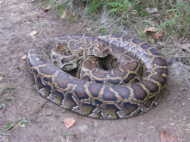 Louisiana Sportsman