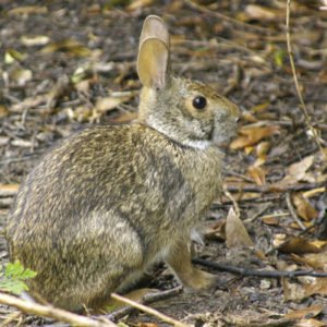 Louisiana Sportsman