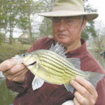 Charles Johnson holds one of the lake’s plentiful and relatively large yellow bass. Yellow bass in Lake Bruin are larger than in most other places.