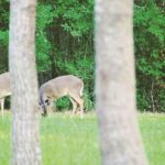 A doe with her two yearlings (born last summer) eat white clover on a March 2010 morning. The author’s field observations from last season indicated that adult does had twins, which confirms that predation does not appear to be a problem.