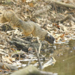 Red River-Three Rivers WMAs had a high squirrel harvest in 2009-10, and biologists expect that to be true again this season.
