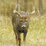 Look for good deer action this year on Bayou Macon and Ouachita WMAs.