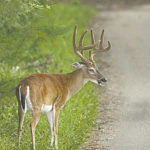 Biologists have been seeing plenty of deer while riding around area roads this summer.