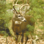 Access can be a challenge on Thistlethwaite WMA, but the ares's nice bucks make it worth the trouble.