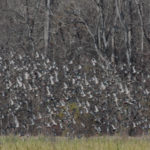 Ducks generally abound on Sherburne WMA for the youth lottery hunt slated.