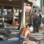The offshore action has been hot off the mouth of the Mississippi River, as attested to by the fish-cleaning station at Venice marina.