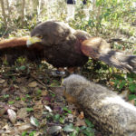 A hawk with its talons on its kill is an impressive sight.