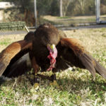 Hawk must be fed raw meat every day, so buying a bag of food as a pet store isn't an option.