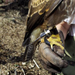 The Coulsons strap a telemetry transmitter to one leg of each bird before it is released to hunt.