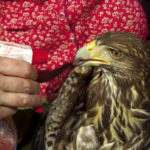 The subadult hawk relishes the freshwater spritz that Jenn gives it after a successful strike.