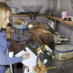 Weighing the birds to the nearest gram daily is an important part of hawking.