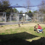 Much of the Coulsons’ back yard is covered by a massive flight cage and smaller breeding cages.