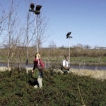 In an open area with few trees for the hawks to use, the Coulsons provide T-perches for them as they hunt the briars.