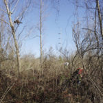 The hawks follow the hawkers like a pack of dogs, as both hunters beat the bushes in dense cover. The Coulsons are giving wide berth to the electrical transmission lines
visible in the background.