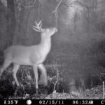 Though this scrape is covered with water, it’s still visited by an amorous buck in mid-February.