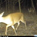 There is high competition for the few remaining ovulating does during the second peak of breeding.