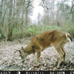Area 1 and 6 hunters would be well served by being able to hunt bucks later in the season.
