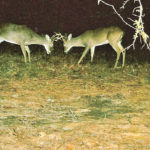 Area 1 and 6 hunters would be well served by being able to hunt bucks later in the season.