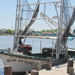 Commercial trawling for bait shrimp between the shrimp seasons is allowed, but only under heavy regulation and with a special permit.