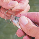Bonano is careful to always hook his cocaho minnow through the lower jaw first and then through the upper jaw.