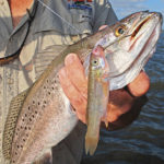 This cocaho suckered a nice speckled trout.