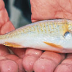 Croakers have the reputation for being a premier big-trout bait.