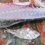 This half-digested pogie attests to how much speckled trout love to feed on them.