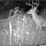 Trail cameras make the preseason scouting work a little easier and could provide an edge for the trophy buck hunter.