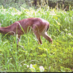 You may only have a few seconds to judge a buck in the field. Trail cameras allow you to become familiar with certain deer.