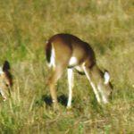 The fawn is the smaller deer in the middle; note the stainng of the tarsal gland of the deer on the right, which was a 3 1/2-year-old doe.