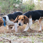 Many rabbit hunters will tell you that a rabbit hunt is more about the camaraderie of watching good dogs working than it is killing rabbits.