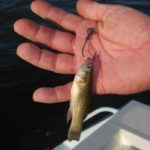If plastics don’t work, Aucoin will try a live cocahoe minnow.
