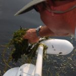 Cleaning grass off the trolling motor is a constant job when fishing in the grass beds.