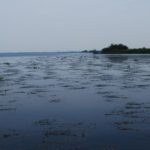 A wide belt of submerged aquatic plants extends out from the northeastern shore of Lake Cataouatche.