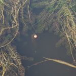 The two anglers drop their baits with precision into small pockets of open water in the lake’s grass beds.