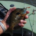 Lake Verret regularly produces huge bull bream like this one.