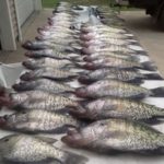 Large numbers of hefty white perch like these can be caught in May on D’Arbonne’s vast stump fields.