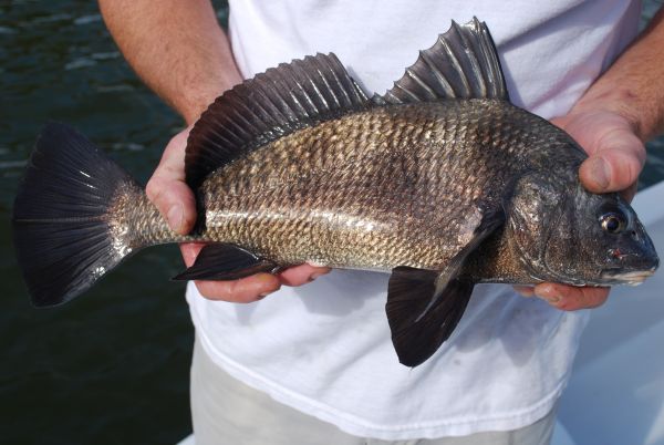 Can you beat a black drum