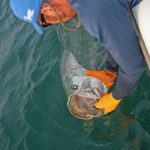 After a long battle, give your tarpon plenty of time to regain its strength before releasing.
