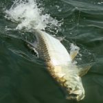Power and pageantry, all wrapped in a silver package, that’s tarpon fishing.