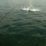 Big runs and brutal fights mark the typical tarpon engagement.