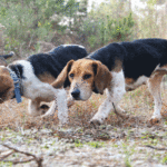 The habitat conditions on both Dewey Wills WMA and Little River WMA is looking good for rabbit hunters.