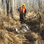Youth hunter Sam Guinn walking up on a downed 8-point during a Sherburne WMA youth deer hunt.